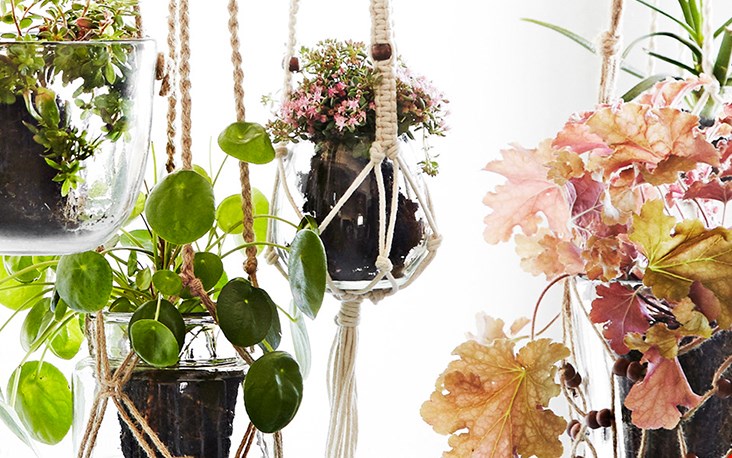 Varieren met de planten zelf! Varieren met de planten zelf!