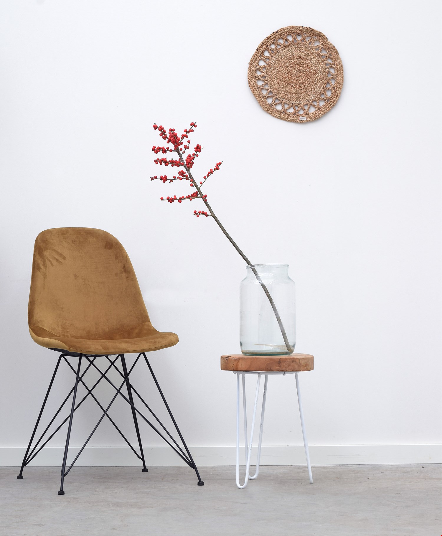 Ilex Ilex