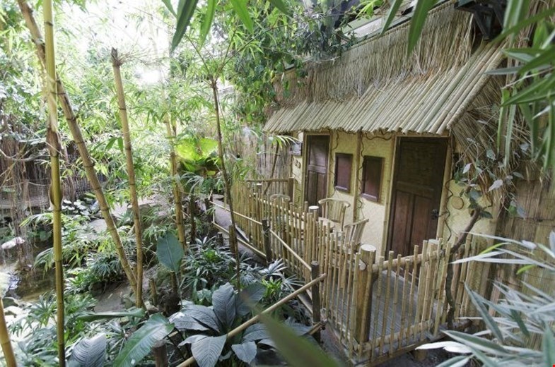 De jungle van Sumatra in ons kikkerlandje De jungle van Sumatra in ons kikkerlandje