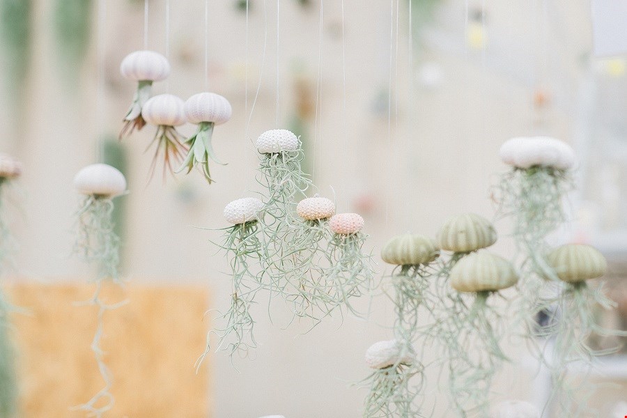 We love airplants! We love airplants!