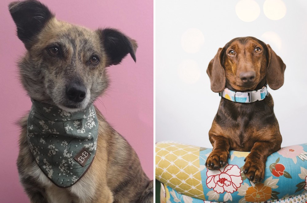 Bella Barkeley kleurt de identiteit van jouw hond Bella Barkeley kleurt de identiteit van jouw hond