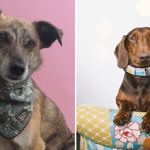 Bella Barkeley kleurt de identiteit van jouw hond Bella Barkeley kleurt de identiteit van jouw hond