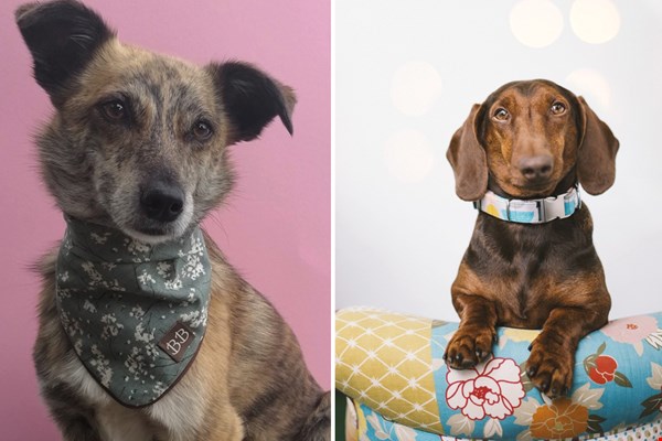 Bella Barkeley kleurt de identiteit van jouw hond Bella Barkeley kleurt de identiteit van jouw hond