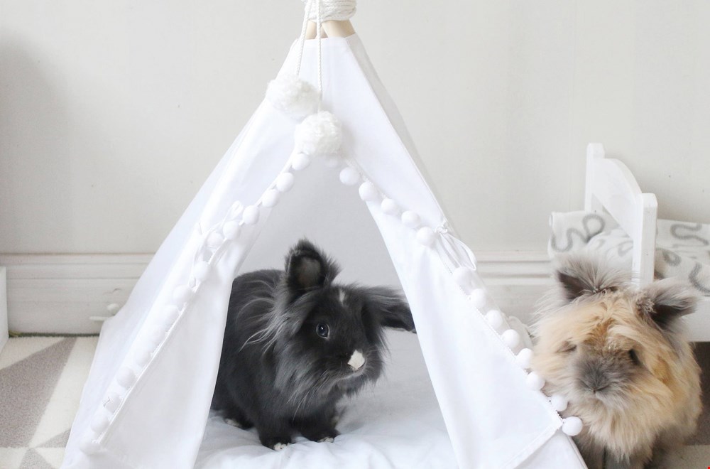 Werelddierendag: de leukste musthaves voor jouw huisdier! Werelddierendag: de leukste musthaves voor jouw huisdier!