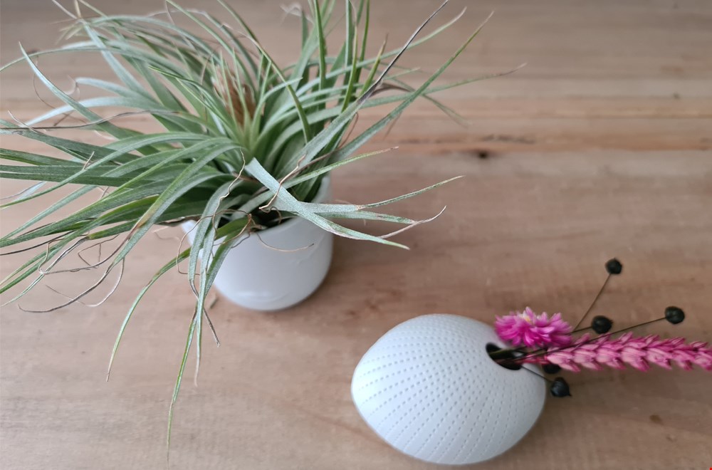 Twee trends gecombineerd: luchtplantjes en droogbloemen! Twee trends gecombineerd: luchtplantjes en droogbloemen!