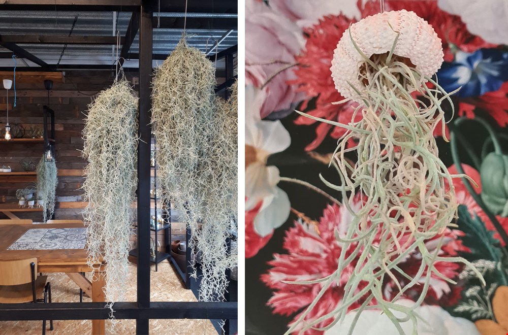 Links: Spaans mos, rechts: Jellyfish Links: Spaans mos, rechts: Jellyfish