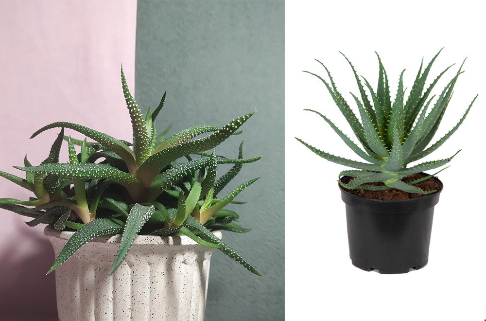 Scoor je eigen wonderplantje! Scoor je eigen wonderplantje!