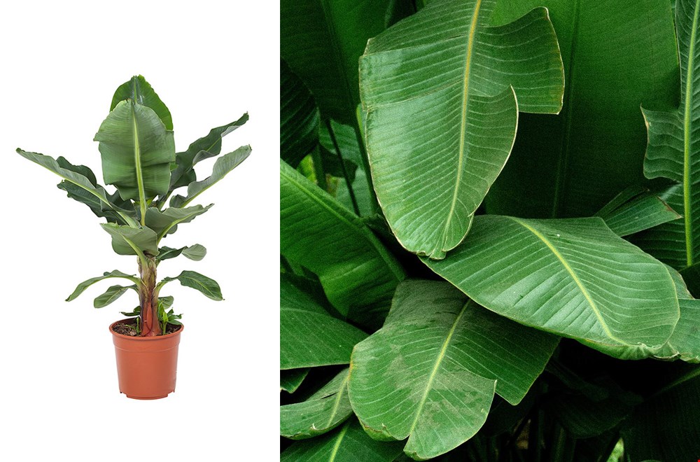 De bananenplant is de perfecte jungle-plant. De bananenplant is de perfecte jungle-plant.