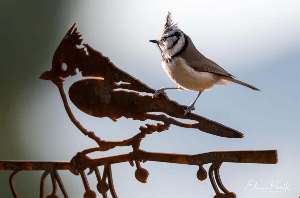 Metalbird ziet ze vliegen Metalbird ziet ze vliegen