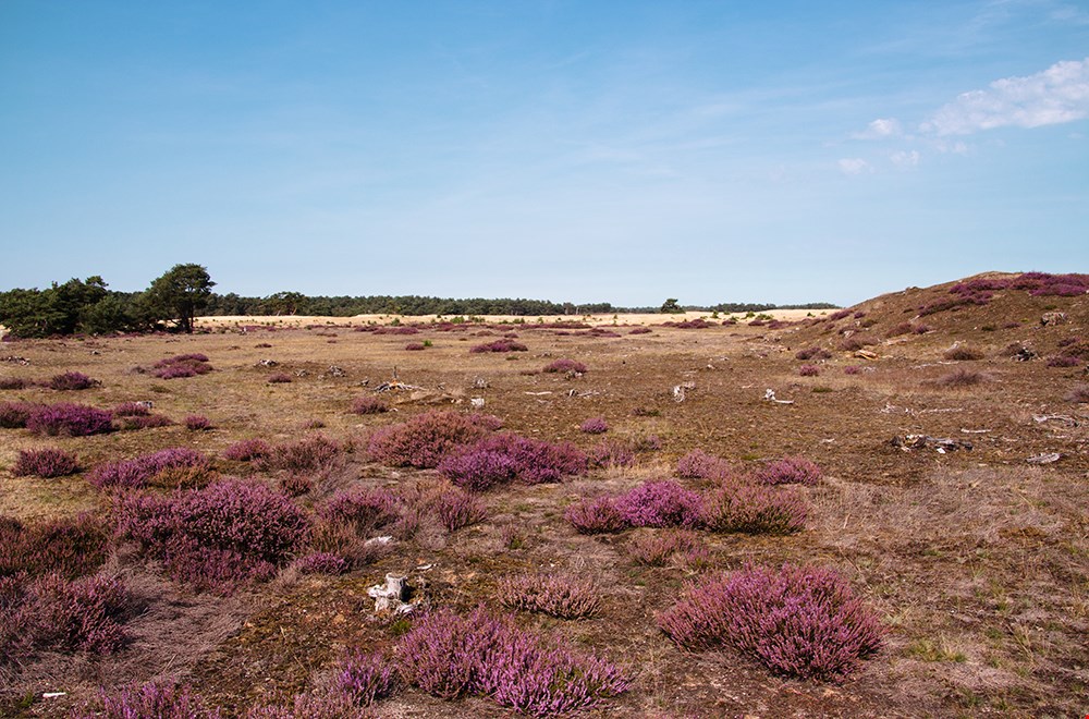 De veluwe, een o zo mooie maar drukbezochte spot.. De veluwe, een o zo mooie maar drukbezochte spot..