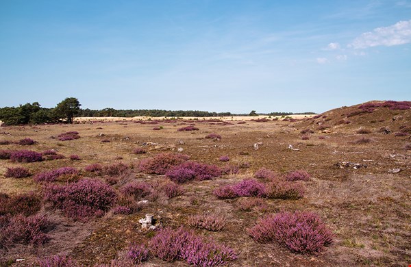 De veluwe, een o zo mooie maar drukbezochte spot..  De veluwe, een o zo mooie maar drukbezochte spot..