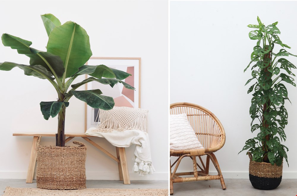 We love plants! En jij? We love plants! En jij?