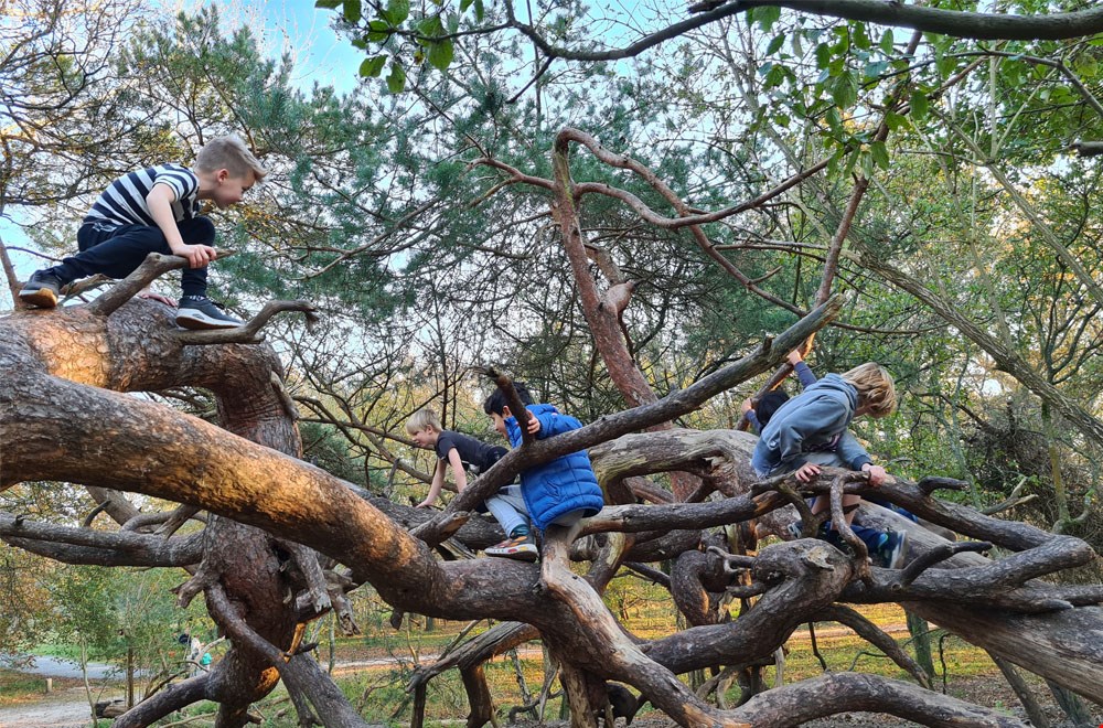 Klimmen, klauteren en slingeren in het Monkeybos in Meijendel Klimmen, klauteren en slingeren in het Monkeybos in Meijendel