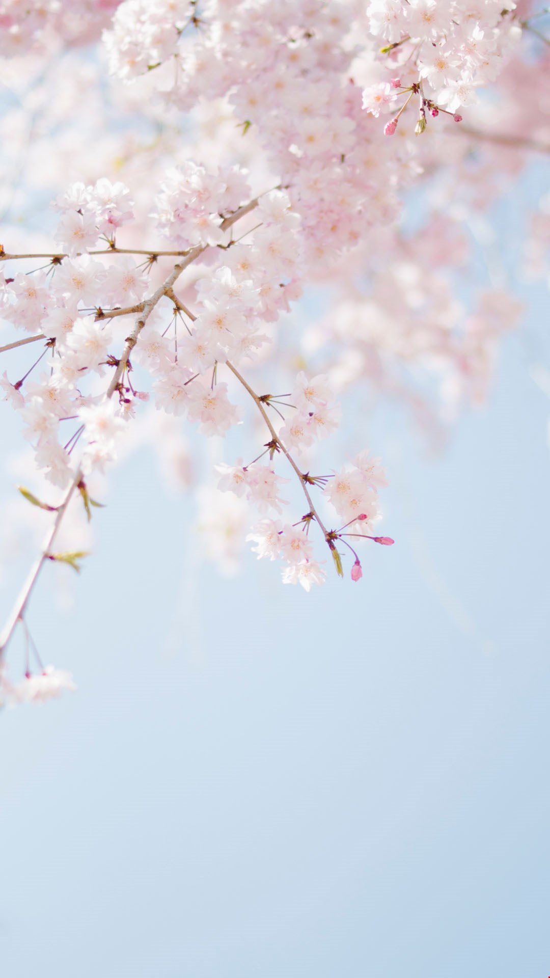 Wallpaper bloesem Wallpaper bloesem