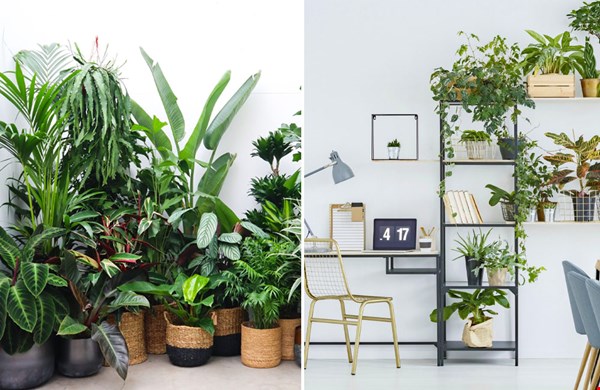 Jungle van kamerplanten, dé trend van 2021 Jungle van kamerplanten, dé trend van 2021