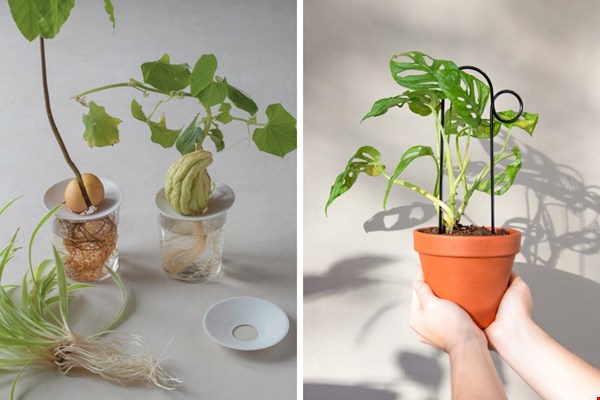 botanopia.com