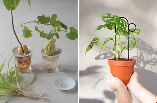 botanopia.com