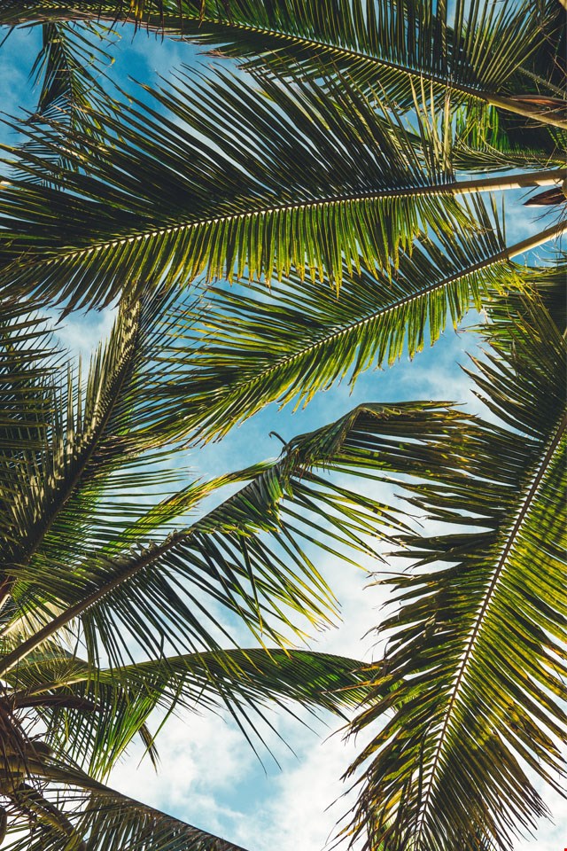 Wallpaper palmbomen