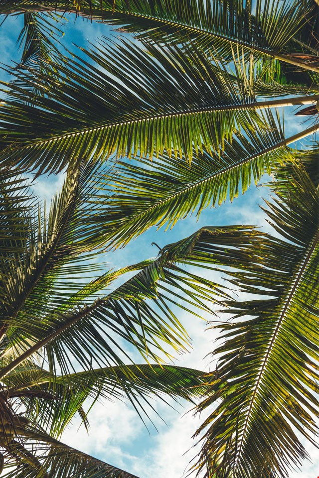 Wallpaper palmbomen Wallpaper palmbomen