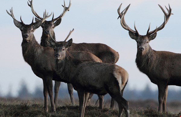 Foto: Hogeveluwe.nl Foto: Hogeveluwe.nl