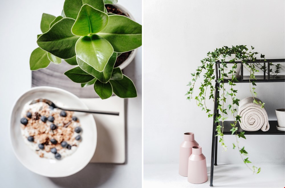 Clusia rosea Princess (links) en Hedera helix ‘Shamrock’ Clusia rosea Princess (links) en Hedera helix ‘Shamrock’