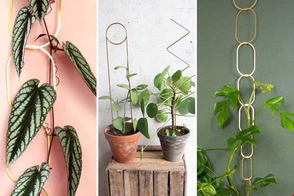 Gold, gold, gold van Botanopia Gold, gold, gold van Botanopia