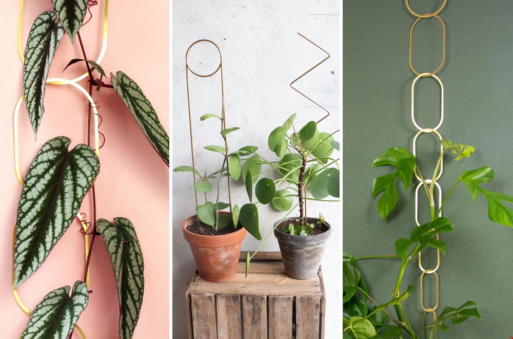 Gold, gold, gold van Botanopia Gold, gold, gold van Botanopia