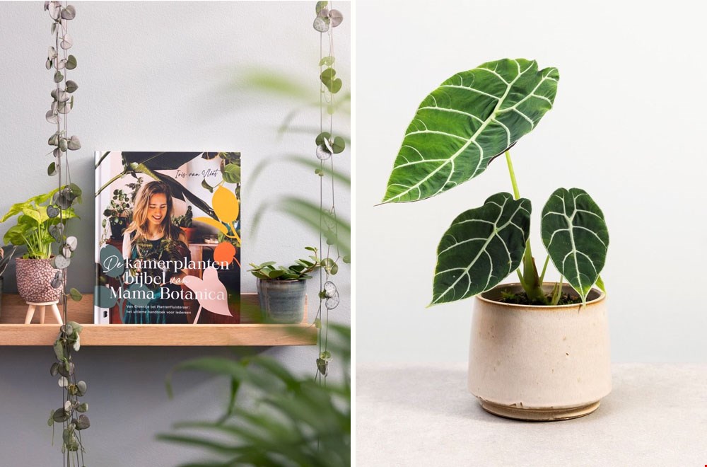 De leukste groene cadeaus vind je bij PLNTS De leukste groene cadeaus vind je bij PLNTS