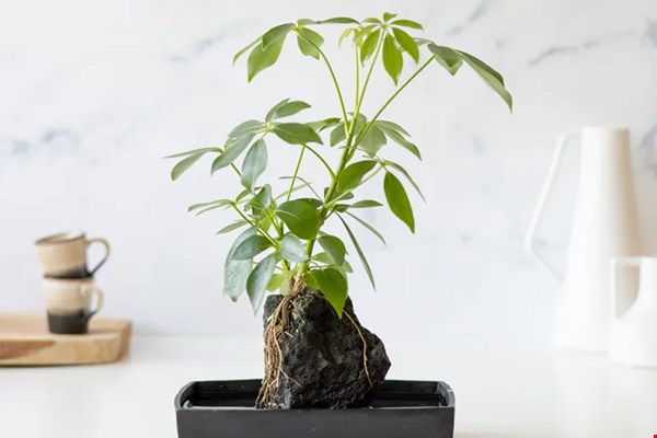 Een stoere plant, bijvoorbeeld voor op het bureau
