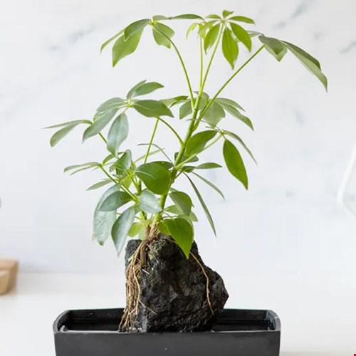 Een stoere plant, bijvoorbeeld voor op het bureau Een stoere plant, bijvoorbeeld voor op het bureau