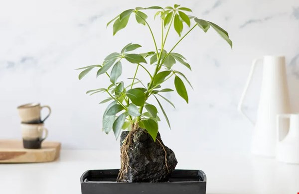 Een stoere plant, bijvoorbeeld voor op het bureau Een stoere plant, bijvoorbeeld voor op het bureau