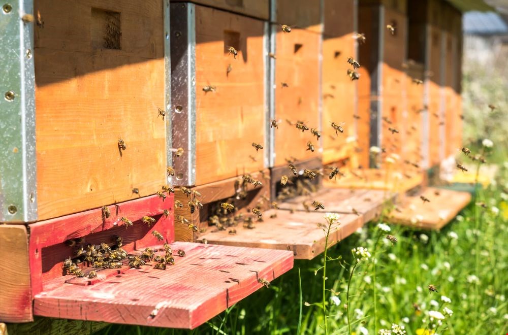 De lieveling van e-bloom: de bij De lieveling van e-bloom: de bij