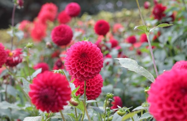 e-bloom geeft het groene voorbeeld e-bloom geeft het groene voorbeeld