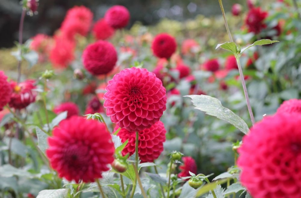 e-bloom geeft het groene voorbeeld e-bloom geeft het groene voorbeeld