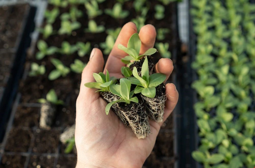 Biologische bloemen en plantjes van lokale kwekers Biologische bloemen en plantjes van lokale kwekers