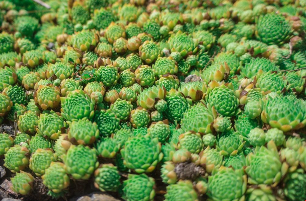 Op het dak liggen niet alleen zonnepanelen, maar ook dit prachtige sedum Op het dak liggen niet alleen zonnepanelen, maar ook dit prachtige sedum