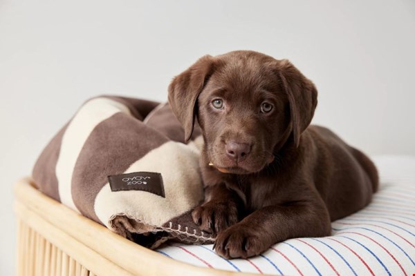4 oktober is het alweer Dierendag! 4 oktober is het alweer Dierendag!