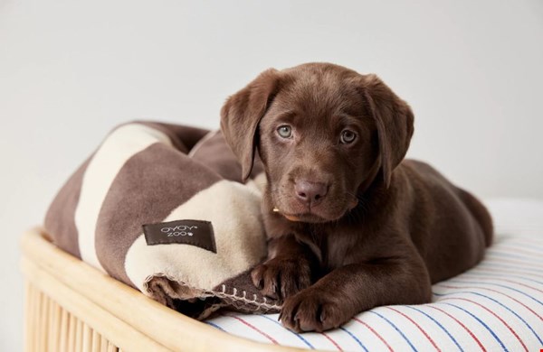 4 oktober is het alweer Dierendag! 4 oktober is het alweer Dierendag!