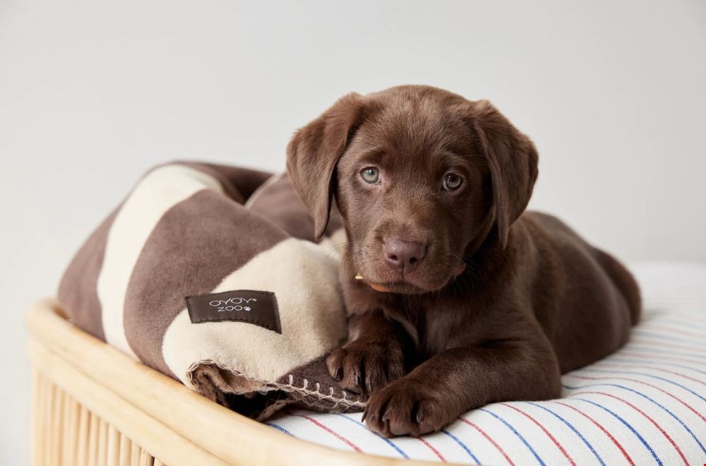 4 oktober is het alweer Dierendag! 4 oktober is het alweer Dierendag!