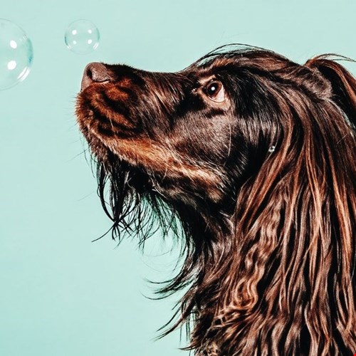 Prachtige portretten Prachtige portretten