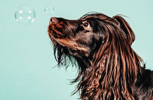 Prachtige portretten Prachtige portretten