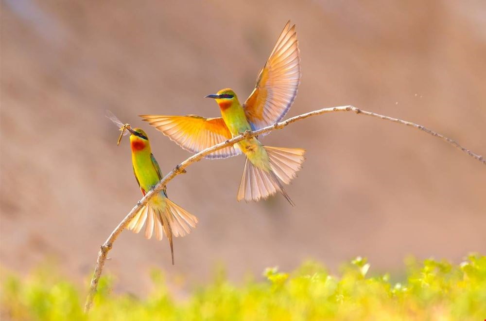 Fris met een krachtig kleuraccent Fris met een krachtig kleuraccent