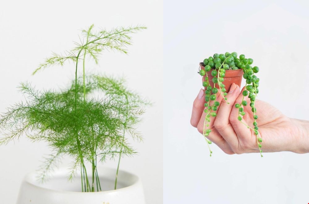 Fris lentegroen met echte planten van PLNTS Fris lentegroen met echte planten van PLNTS