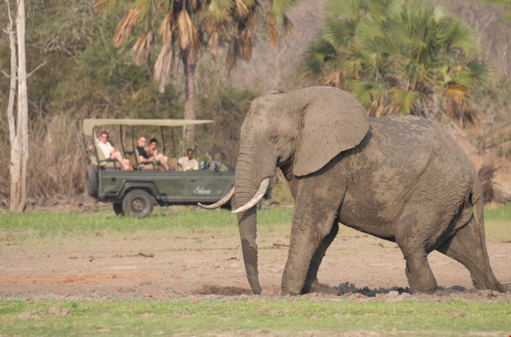 Ontdek de Big Five in Tanzania Ontdek de Big Five in Tanzania
