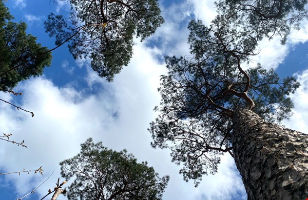 Een bosbad bij Sapedi geeft rust Een bosbad bij Sapedi geeft rust