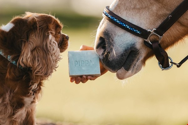 pippa-equestrian.com