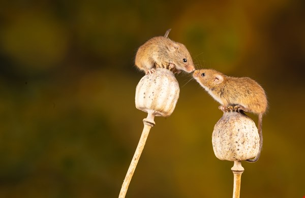 Muizen- of rattenoverlast: symptomen en snelle oplossingen