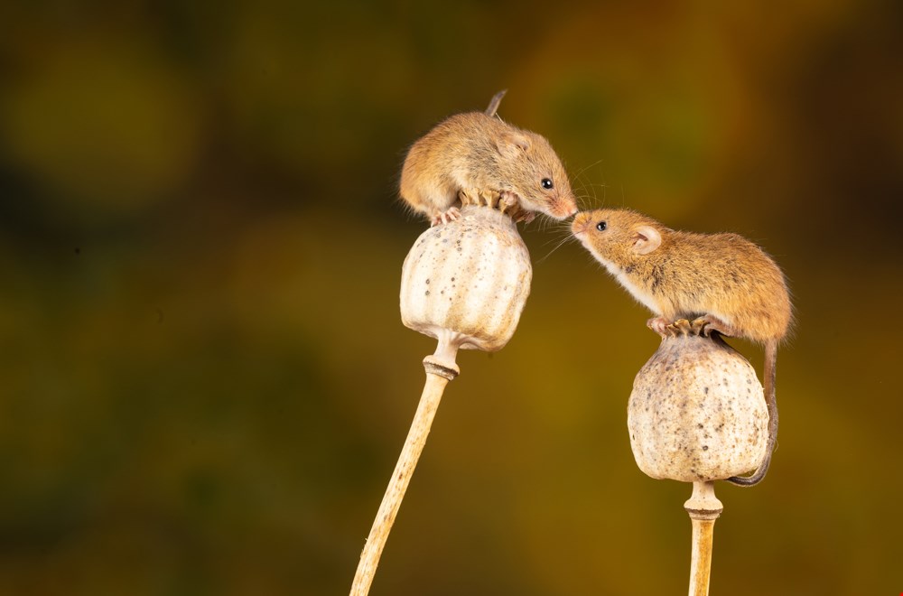 Muizen- of rattenoverlast: symptomen en snelle oplossingen Muizen- of rattenoverlast: symptomen en snelle oplossingen