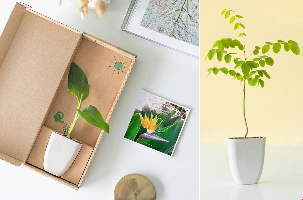 Een verjaardagsverrassing die nog moet groeien en bloeien Een verjaardagsverrassing die nog moet groeien en bloeien