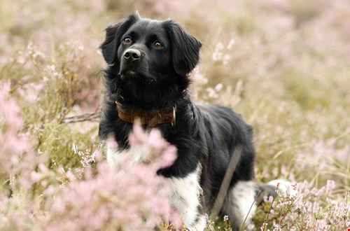 Verwen je hond met Dierendag!